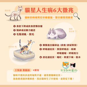 貓咪生病的6大徵兆