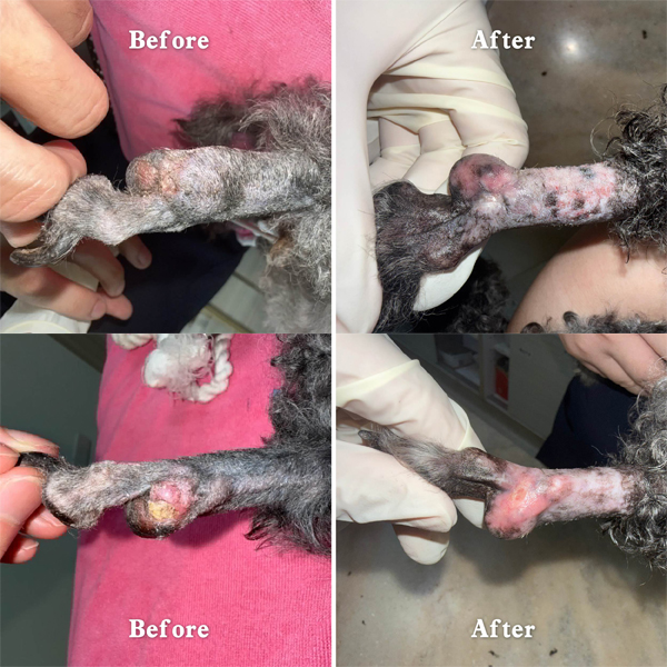 16歲貴賓犬 腳趾鱗狀細胞瘤 治療前後對比-泡泡動物醫院