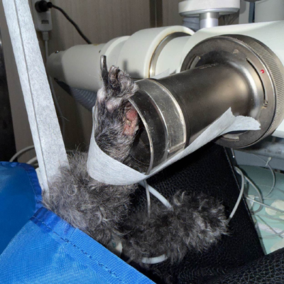 16歲貴賓犬 腳趾鱗狀細胞瘤 SRT放射治療-泡泡動物醫院