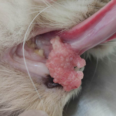 18歲貓咪 舌下 鱗狀細胞瘤-泡泡動物醫院