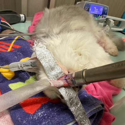 18歲貓咪 舌下 鱗狀細胞瘤 SRT放射治療-泡泡動物醫院