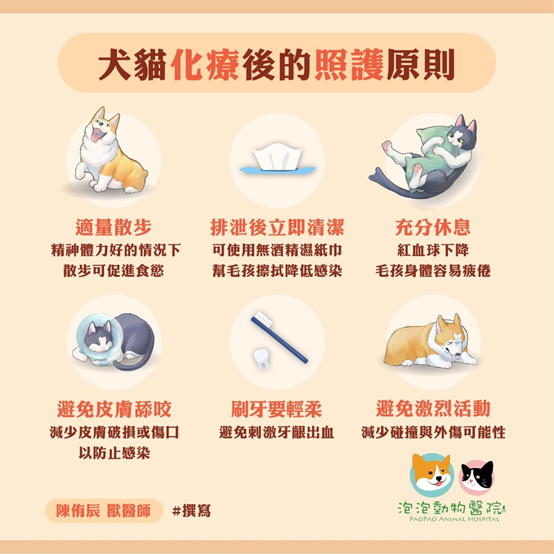犬貓化療後照護指南｜飲食、生活作息、洗澡散步與感染預防完整解析