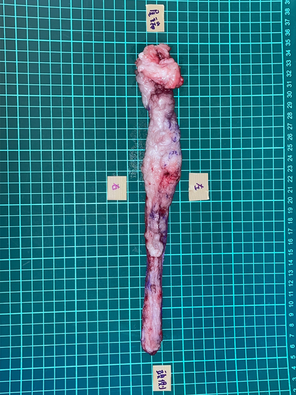 中/8歲母貓 右側全乳腺切除之檢體
