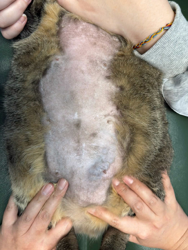 母貓左側第四乳腺團塊 手術切除前
