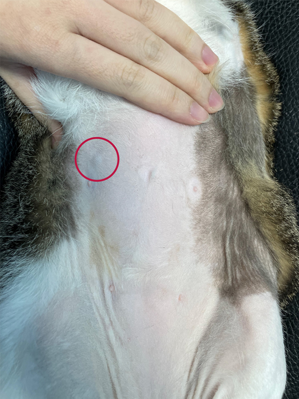 左/8歲母貓 右側第三乳腺腫瘤