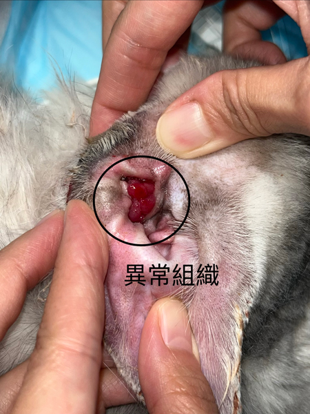 一歲貓咪左耳異常組織