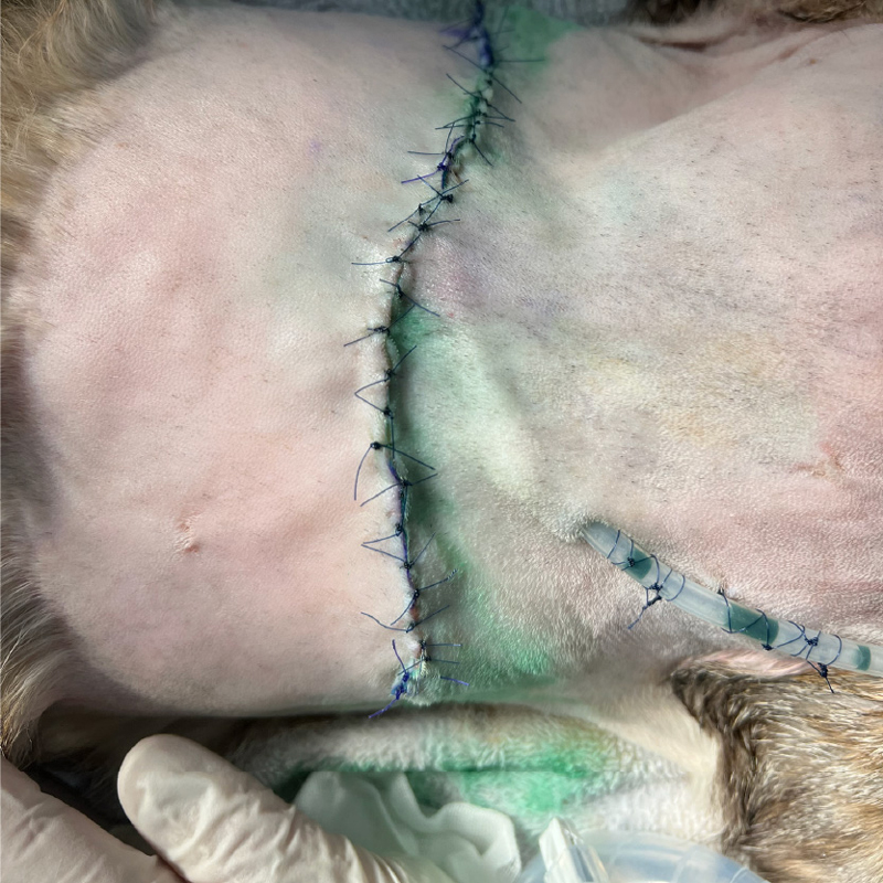 貓注射部位惡性腫瘤 手術後進行光動力治療照 需放置引流管後進行縫合，圖中的綠色藥劑為光敏感藥物。