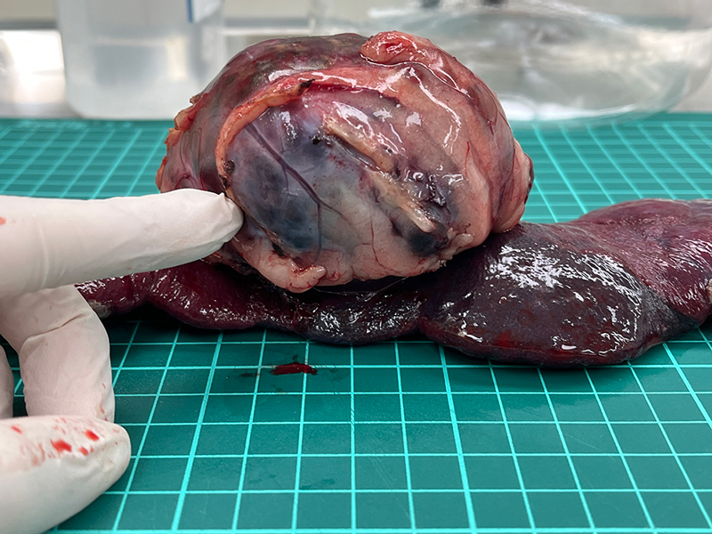 12歲柯基犬脾臟切除後之團塊病灶-泡泡動物醫院臨床病例照