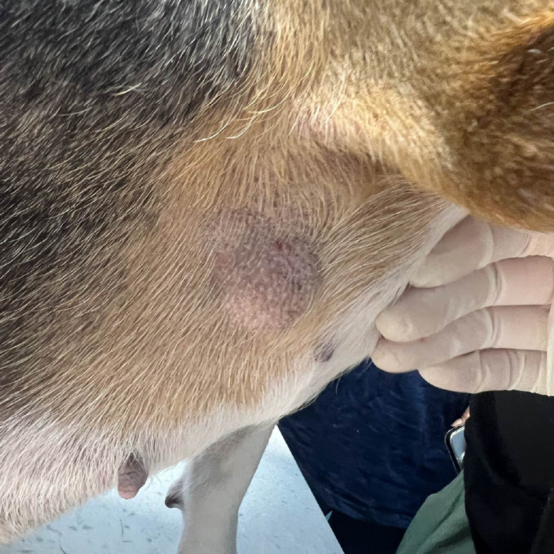 11歲米格魯獵犬腹側/胸側脂肪瘤之觸診照 11歲米格魯獵犬腹側/胸側脂肪瘤之觸診照