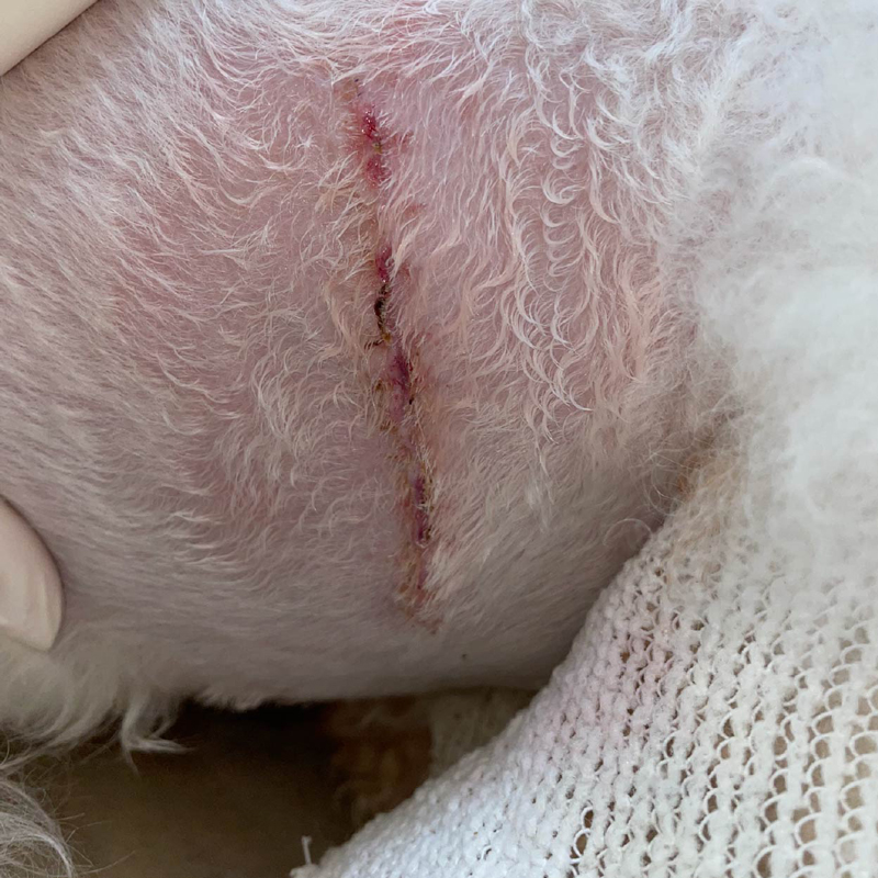 6歲比熊犬右側胸壁脂肪瘤切除 術後14天拆線照