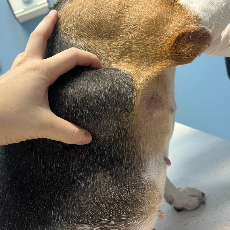 11歲米格魯獵犬腹側/胸側脂肪瘤之觸診照 11歲米格魯獵犬腹側/胸側脂肪瘤之觸診照