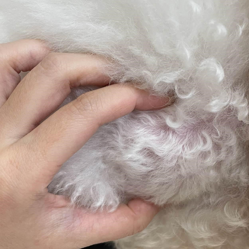 6歲8公斤的比熊犬右側胸壁團塊觸診