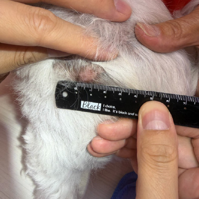 左/13歲馬爾濟斯犬 左後腿 皮膚之肥大細胞瘤-泡泡動物醫院
左/13歲馬爾濟斯犬 左後腿 皮膚之肥大細胞瘤-泡泡動物醫院