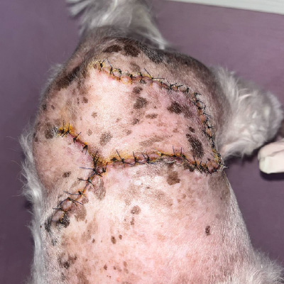 13歲馬爾濟斯犬 切除肥大細胞瘤之皮瓣縫合-泡泡動物醫院