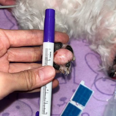 左/14歲馬爾濟斯犬 腳掌之肥大細胞瘤-泡泡動物醫院 左/14歲馬爾濟斯犬 腳掌之肥大細胞瘤-泡泡動物醫院