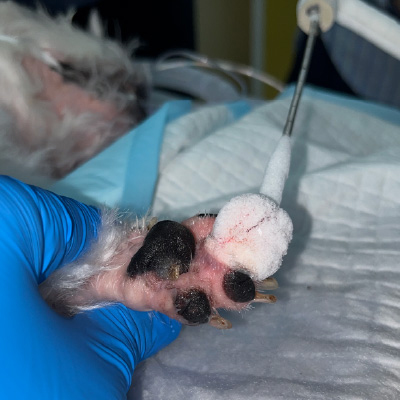 右/14歲馬爾濟斯犬 氬氦刀冷凍消融肥大細胞瘤-泡泡動物醫院 右/14歲馬爾濟斯犬 氬氦刀冷凍消融肥大細胞瘤-泡泡動物醫院