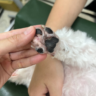 14歲馬爾濟斯犬 氬氦刀術後70天 腳掌恢復情形-泡泡動物醫院