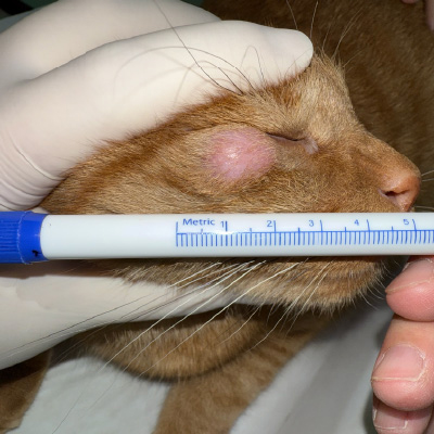 左/8歲橘貓 眼瞼肥大細胞瘤-泡泡動物醫院 左/8歲橘貓 眼瞼肥大細胞瘤-泡泡動物醫院