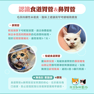 犬貓的不經口餵食方法｜認識鼻胃管、食道餵食管、胃管