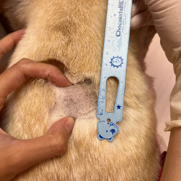 8歲法國鬥牛犬右膝膕團塊