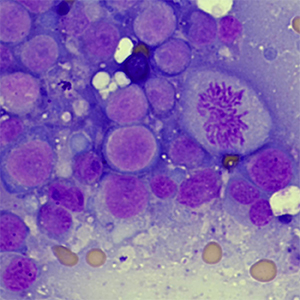 犬貓淋巴瘤 Lymphoma (淋巴癌)