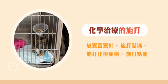 犬貓化學治療的療的給藥方式說明