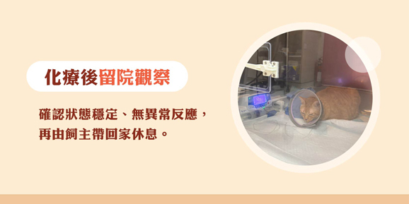 犬貓化學治療的留院觀察說明