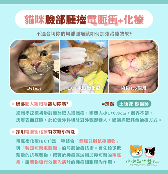 電脈衝化療 (ECT) 治療案例-貓咪臉部腫瘤 電脈衝化療 (ECT) 治療案例-貓咪臉部腫瘤