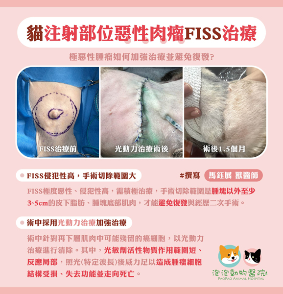 光動力治療 (PDT) 案例-貓咪注射部位惡性腫瘤