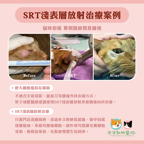 淺表層放射線治療(SRT)的治療案例-肥大細胞瘤 淺表層放射線治療(SRT)的治療案例-肥大細胞瘤