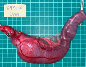 內臟腫瘤類型